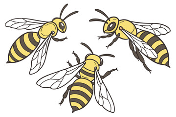 17 Detailed illustration of three honeybees, photorealistic, macro photography, scientific accuracy, yellow and black striped bodies, transparent wings, intricate insect anatomy, white background, iso