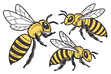 17 Detailed illustration of three honeybees, photorealistic, macro photography, scientific accuracy, yellow and black striped bodies, transparent wings, intricate insect anatomy, white background, iso