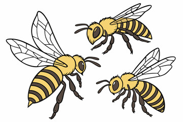 17 Detailed illustration of three honeybees, photorealistic, macro photography, scientific accuracy, yellow and black striped bodies, transparent wings, intricate insect anatomy, white background, iso