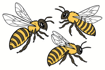 17 Detailed illustration of three honeybees, photorealistic, macro photography, scientific accuracy, yellow and black striped bodies, transparent wings, intricate insect anatomy, white background, iso