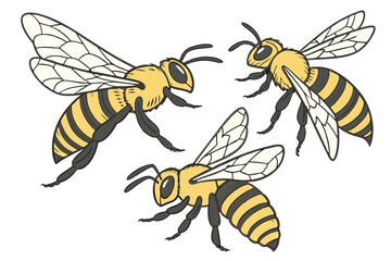 17 Detailed illustration of three honeybees, photorealistic, macro photography, scientific accuracy, yellow and black striped bodies, transparent wings, intricate insect anatomy, white background, iso