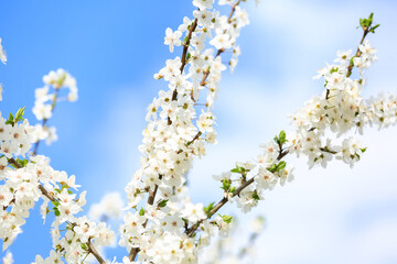 Beautiful blossoming tree branch against blue sky background