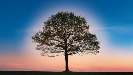 Tree silhouette during sunset
