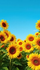 Vibrant yellow sunflowers fill the frame, creating a cheerful, summery backdrop, botany, sunflowers