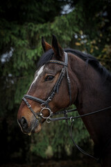 Portret konia na tle lasu © Szymon