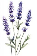 Fototapeta premium Beautiful Watercolor Painting Depicting Several Stalks Of Lavender