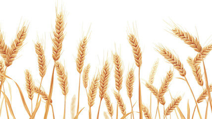 Close-up image of multiple golden wheat stalks against a pure white background. The stalks are sharply in focus, exhibiting variations in height and slight bends, suggesting a natural,