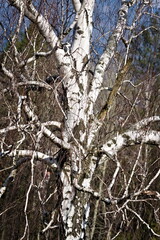 Birch tree without leaves in spring. Betula pendula. Tree with white bark. Nature of Czech republic.