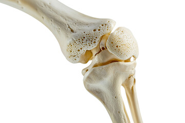 Fototapeta premium 3d illustration of the pelvis anatomy gluteus isolated on transparent png. cllipping path. 