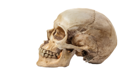 a detailed side profile of a human skull, highlighting its intricate bone structure 