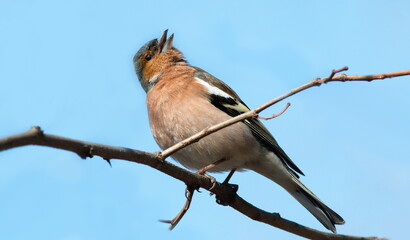blue tit perched on a branch