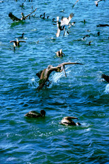 pelicans in the ocean fishing season