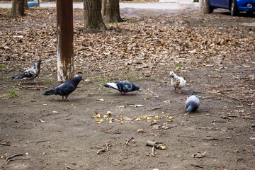 pigeons, peck bread crumbs, flock, black with dark, gray, ruffled, feathers, birds street, walk,...