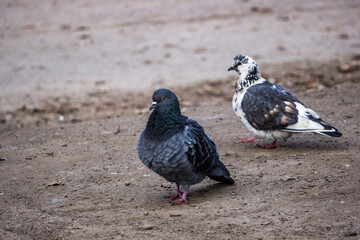 pigeons, gray, white with dark, birds street, walking, ground, thick, full-length, spring, yard, autumn
