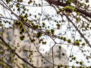 first blossoming leaves on tree and city houses