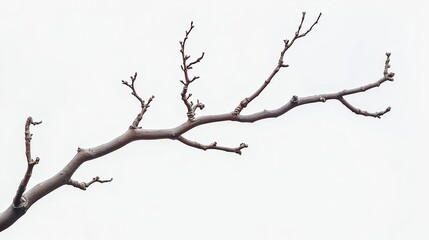 Pressed Dried Green Branch on White Background for Aesthetic Appeal