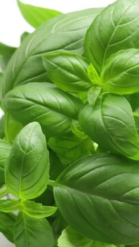 feuilles de basilic