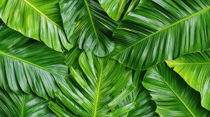 Lush Green Tropical Leaves for Natural Decoration and Design