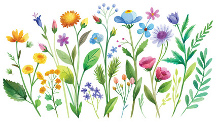 Watercolor painting of colorful flowers, white background, wallpaper, vector file.