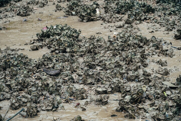 oyster on the reef at the beach, Oysters in a sea at nature habitat, Oyster rocks in the sea in the sun, Natural oysters perched on the rocks in the sea, Thailand © SandyHappy
