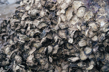 oyster on the reef at the beach, Oysters in a sea at nature habitat, Oyster rocks in the sea in the sun, Natural oysters perched on the rocks in the sea, Thailand