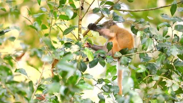 Baby monkey playing in lush green tree surrounded by foliage. Dusky leaf monkey or spectacled langur or Trachypithecus obscurus
