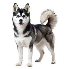 Realistic-close-up-photo-full-body-of Alaskan-klee Dog Photo Transparent PNG Background