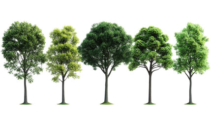 Obraz premium Stages of Growth in Trees