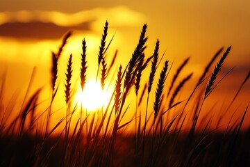 The Setting Sun Shines Brightly Through Grassy Meadow Plants