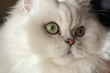 Cute fluffy cat with big eyes
