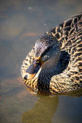 Female Mallard Duck
