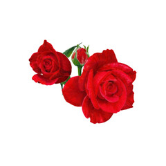 Red roses ( hand painted with watercolor)