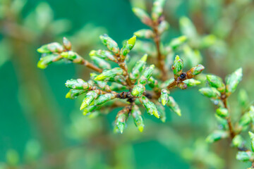 developing forsythia flowers early spring. first signs of spring in the garden. garden shrubs.