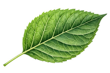 Obraz premium Tropical Foliage Plant with Detailed Leaf Patterns on Plain Surface.