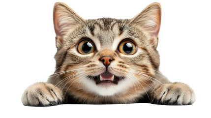 Playful Tabby Kitten Peeking Through