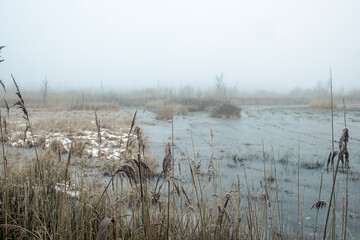 Reed in a marsh landscape in the mist at De Liereman, Belgium