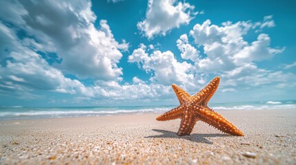 a starfish on the beach 