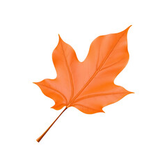 Obraz premium 3D Maple leaf plants on transparent background