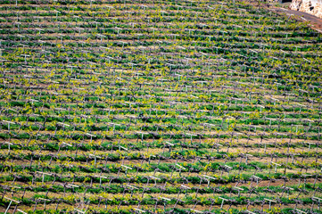 Hilly terraced vineyards in wine making region Tacoronte-Acentejo on Tenerife on slopes of Volcano...