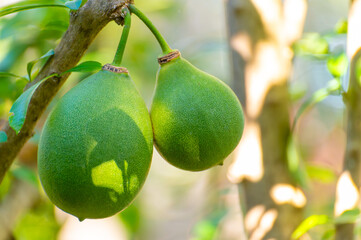 Green fruits hanging on Crescentia cujete or calabash tree in tropical Caribbean garden