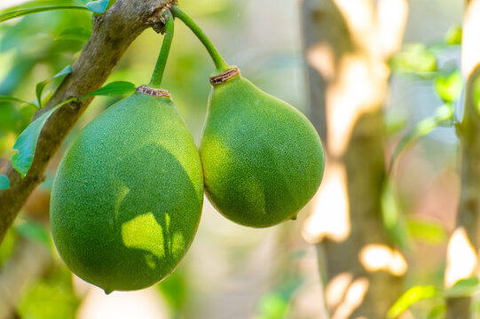 Green fruits hanging on Crescentia cujete or calabash tree in tropical Caribbean garden