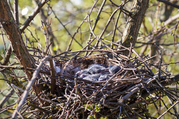 
A bird's nest with eggs located in the branches of a tree.