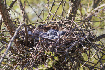 Obraz premium A bird's nest with eggs located in the branches of a tree.