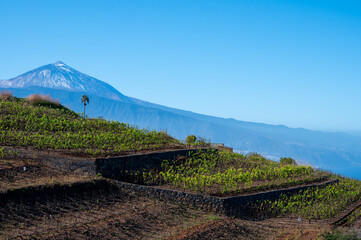 Hilly terraced vineyards in wine making region Tacoronte-Acentejo on Tenerife with view on Volcano...