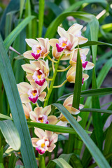 Colorful orchids flowers growing in botanical garden on Tenerife