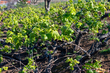 Hilly terraced vineyards in wine making region Tacoronte-Acentejo on Tenerife on slopes of Volcano Teide, Tenerife, Canary Islands, Spain