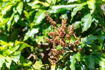 Seasonal blossom of tropical mango tree growing in orchard on Gran Canaria island, Spain, cultivation of mango fruits on plantation.