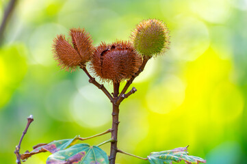 Bixa orellana or achiote plant, source of annato, natural orange-red condiment used for food coloring, body paint, spice