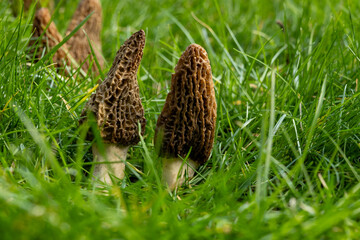 Growing wild spring mushrooms morchellas or true morels edible sac fungi for gourmet cooks, in Catalan and French cuisine, in green grass, harvest on morels in spring