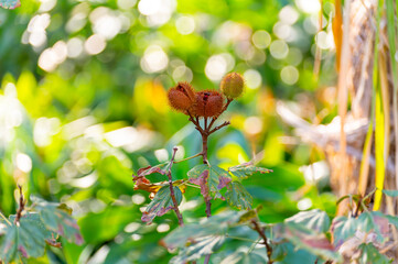 Bixa orellana or achiote plant, source of annato, natural orange-red condiment used for food coloring, body paint, spice